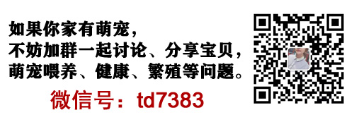 俄羅斯軍犬品種_俄羅斯貓的品種有哪些_有眉毛的貓什么品種