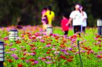 石獅峽谷旅游路“百日草”爭(zhēng)相斗艷